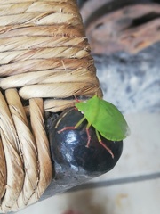 Chlorocoris distinctus