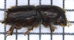 Ips calligraphus