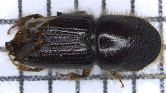Ips calligraphus