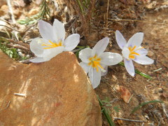 Afrocrocus unifolius