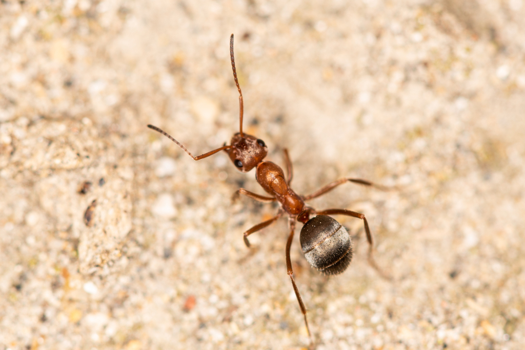 subpilosa-group Field Ants