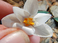 Afrocrocus unifolius