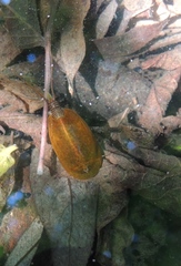 Lepidurus apus