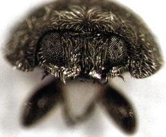 Telsimia subviridis