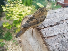 Acrocephalus schoenobaenus