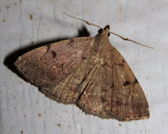 Zanclognatha dentata