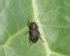 Eumolpinae