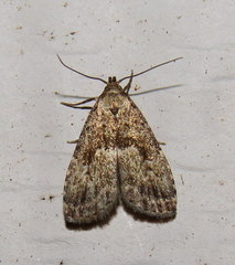 Hypenodes franclemonti