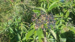 Viburnum cylindricum