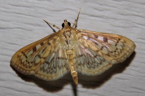 Bold-feathered Grass Moth