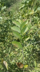 Viburnum cylindricum