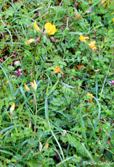 Lotus corniculatus corniculatus