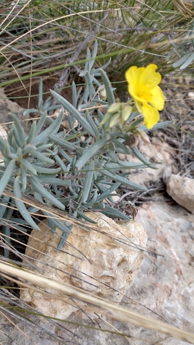 Image of Helianthemum syriacum by (c) Gijs Romijn, some rights reserved (CC BY)
