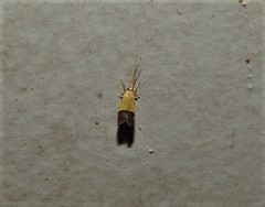 Crocanthes micradelpha