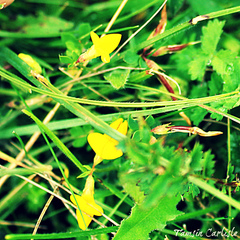 Lotus corniculatus corniculatus