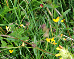 Lotus corniculatus corniculatus