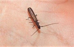 Syllitus bipunctatus