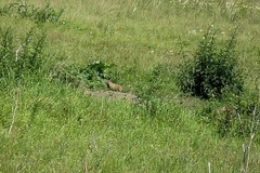 Marmota kastschenkoi