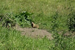 Marmota kastschenkoi