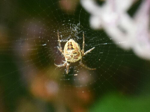 Zilla Orbweaver, Groesbeek, Nederland, photo 9 of 10