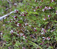 Trifolium oliganthum