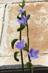 Campanula austroadriatica