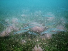 Longfin Halfbeak photo 3