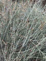 Ephedra aspera