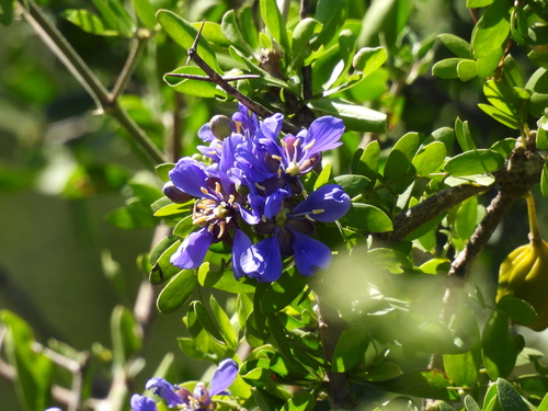 Image of Guayacan (Guaiacum coulteri) by no rights reserved