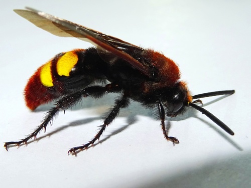 Mammoth Wasp