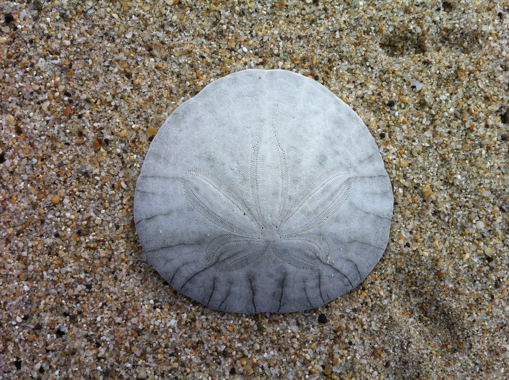 Sand Dollars and Sea Biscuits