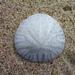 Sand Dollars - Photo (c) Patricia Clark-Gray, some rights reserved (CC BY-NC), uploaded by Patricia Clark-Gray