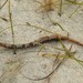 Barred Pipefish - Photo (c) Claudia Jeannette Pérez Estrada, some rights reserved (CC BY-NC-SA), uploaded by Claudia Jeannette Pérez Estrada