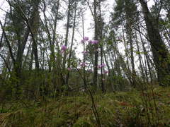 Rhododendron ledebourii