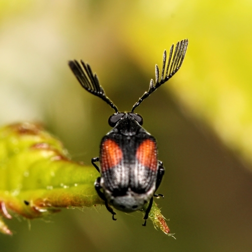 Red Megacerus photo 4