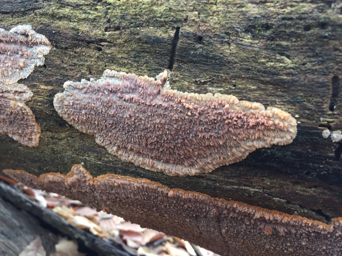 Phlebia radiata image