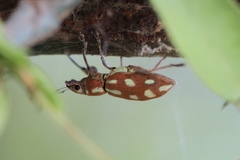 Naupactus bellus