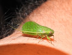 Chlorocysta vitripennis