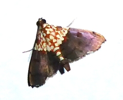 Agrotera basinotata