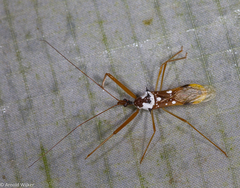 Epidaus famulus