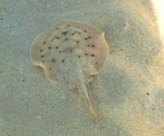 Cortez Stingray photo 2