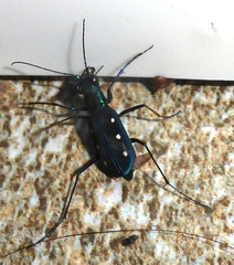 Cicindela flavomaculata