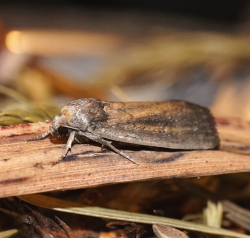 Porter's Rustic, Allerheiligen bei Wildon, Österreich, photo 4 of 10