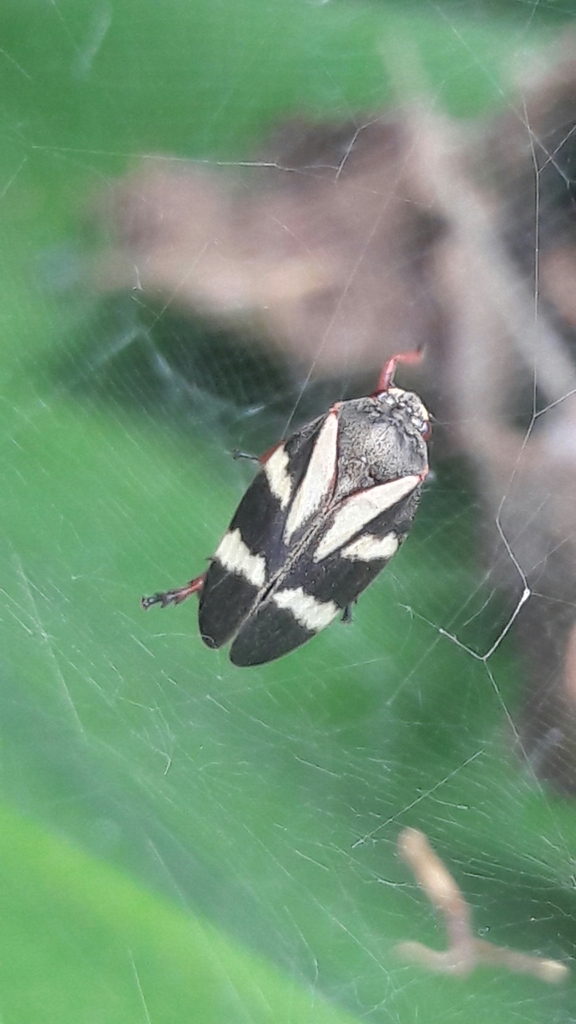 Deois flavopicta