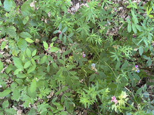 Black pea (Lathyrus niger)
