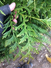 Thuja occidentalis