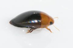 Hydrocanthus atripennis