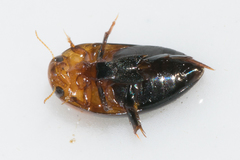 Hydrocanthus atripennis