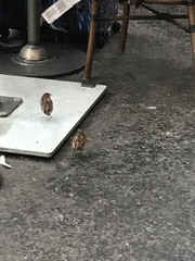 Passer domesticus