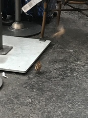 Passer domesticus